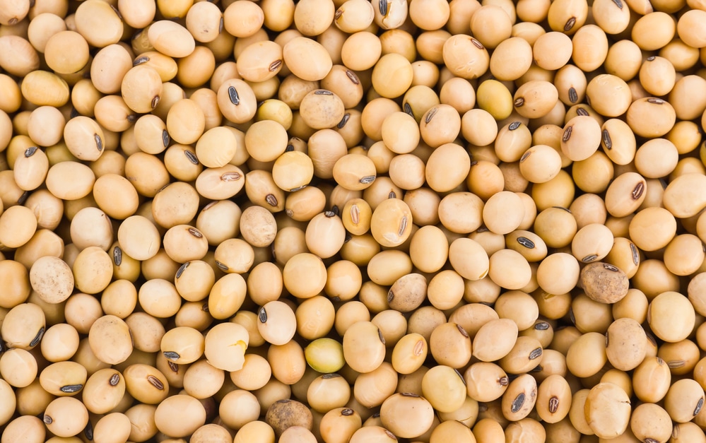 Soybean Has Set the Stage for Further Gains
