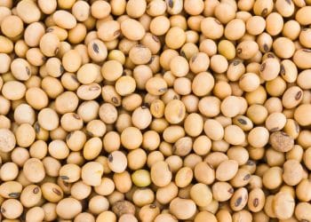 Soybean Has Set the Stage for Further Gains